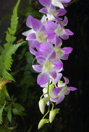 Orchid